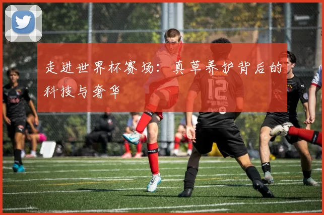 走进世界杯赛场：真草养护背后的科技与奢华